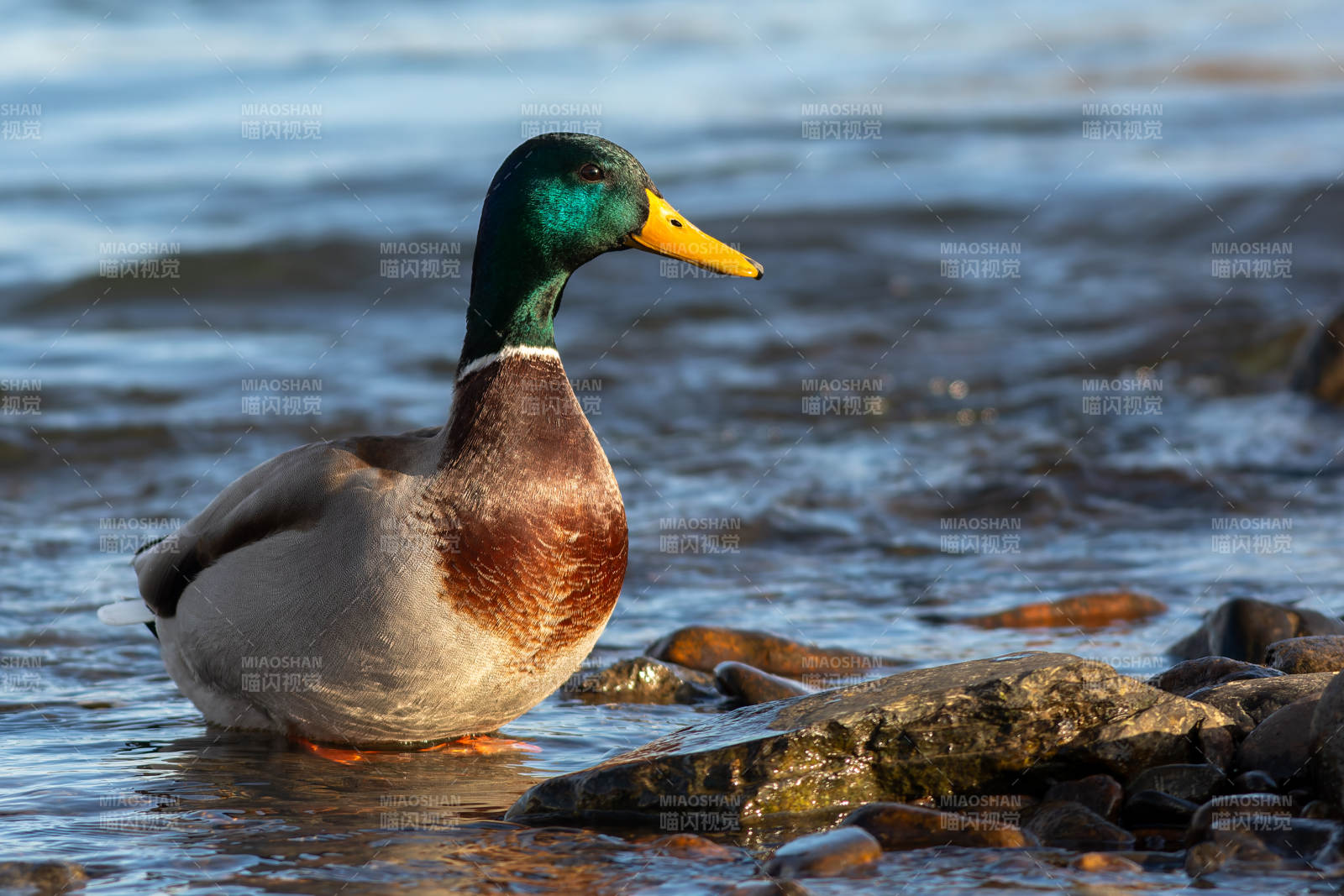 綠頭鴨水邊棲息