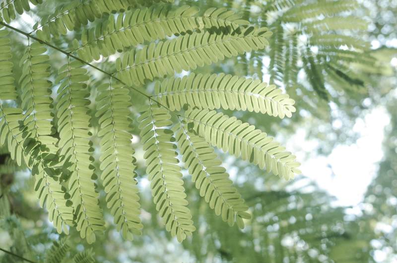 綠葉婆娑光影間