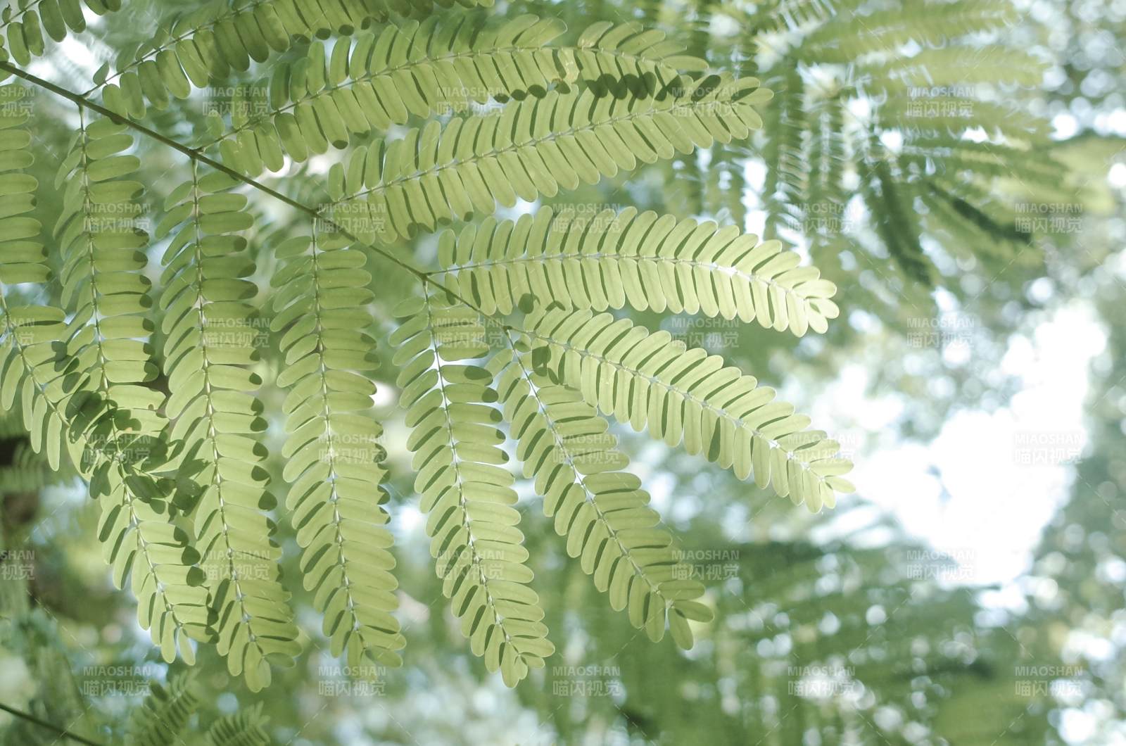 绿叶婆娑光影间