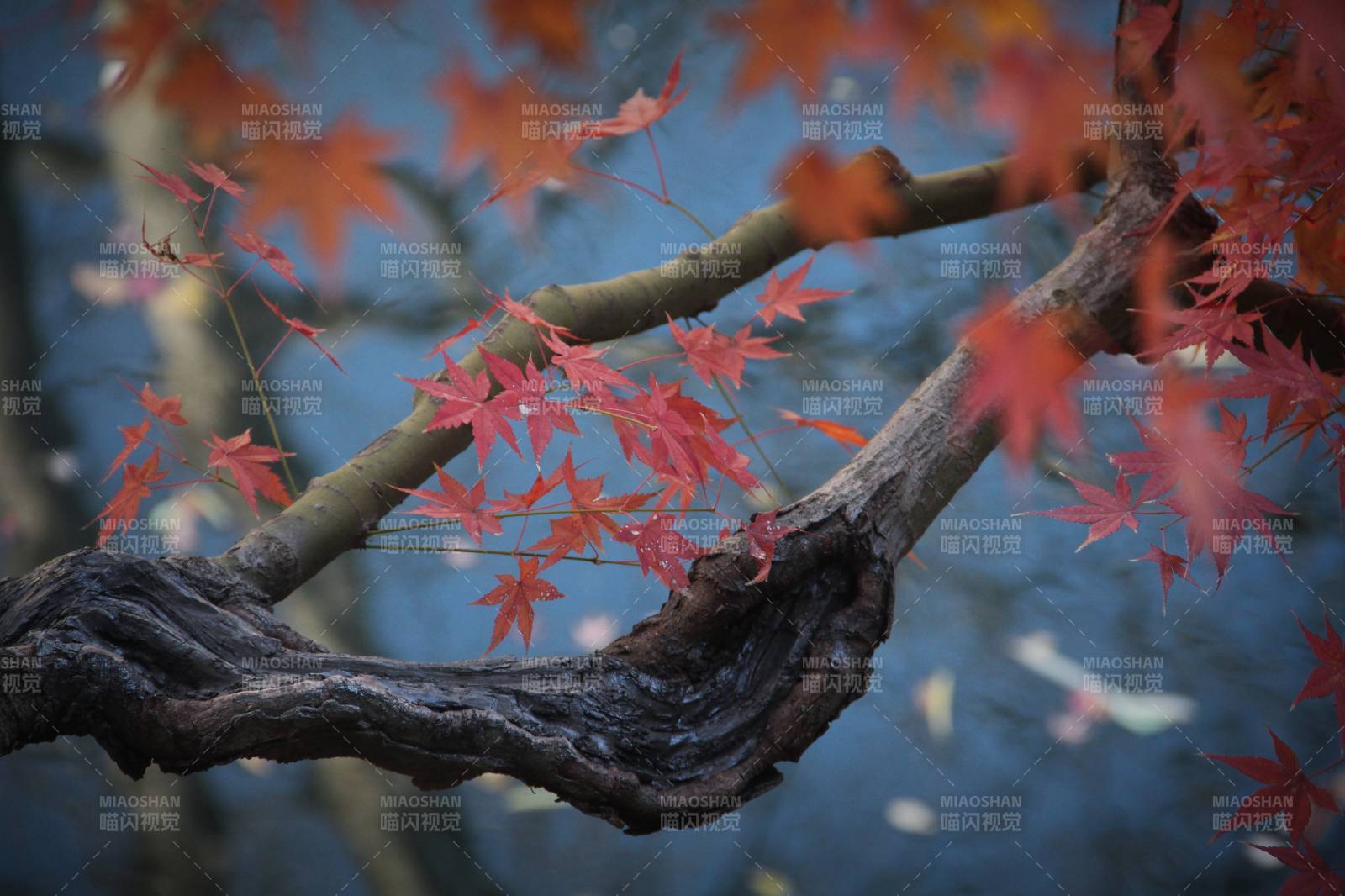 秋楓枝頭紅葉舞