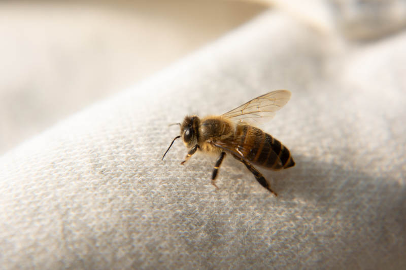 蜜蜂棲息于布面