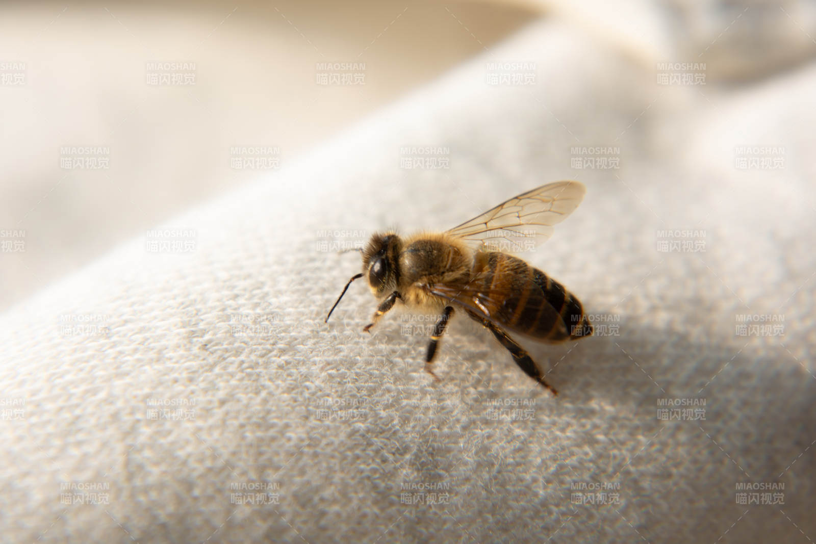 蜜蜂棲息于布面
