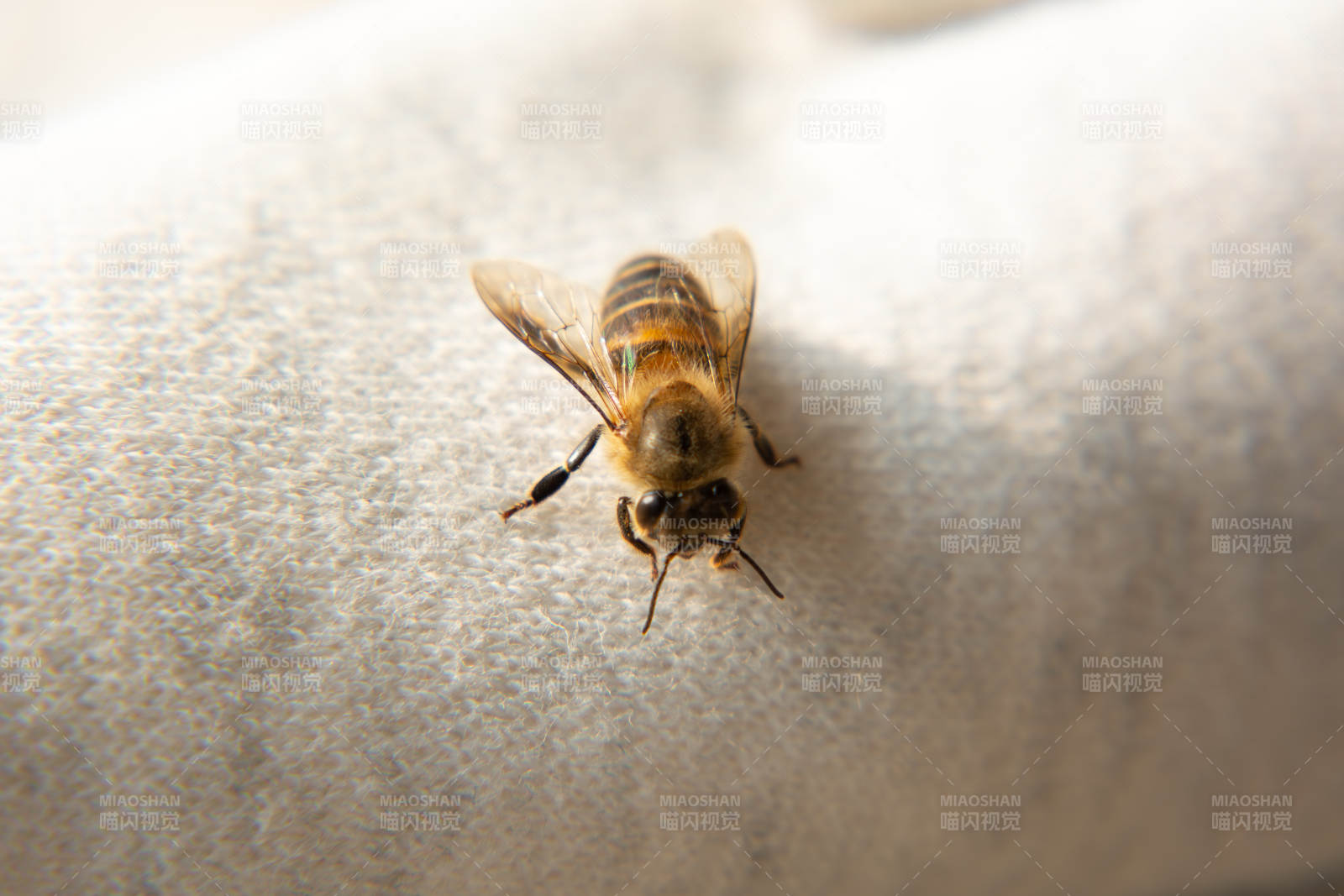 蜜蜂静卧布面