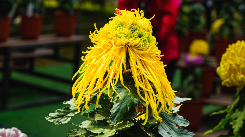 金菊綻放 絢麗奪目