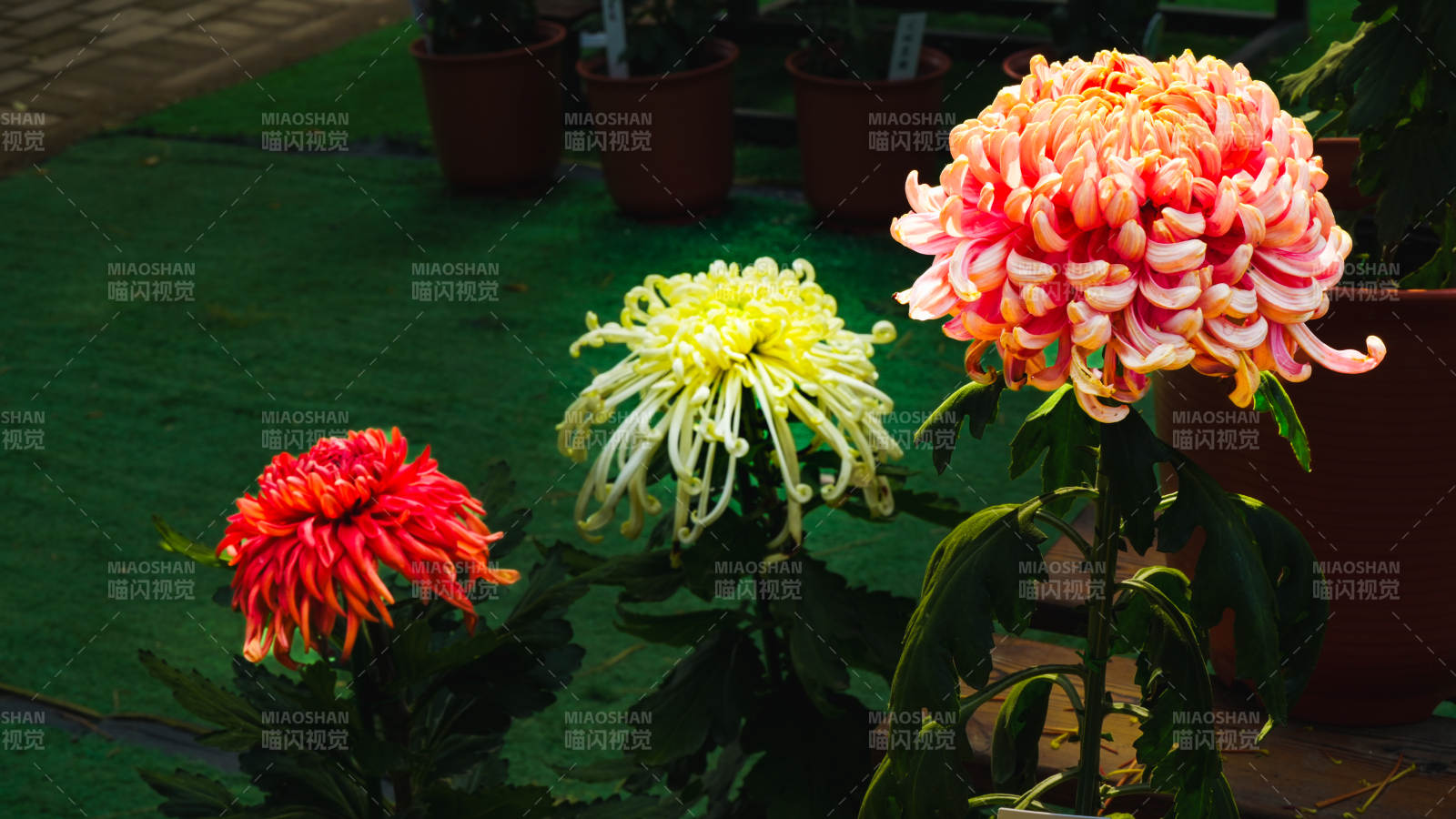 菊花綻放 色彩斑斕