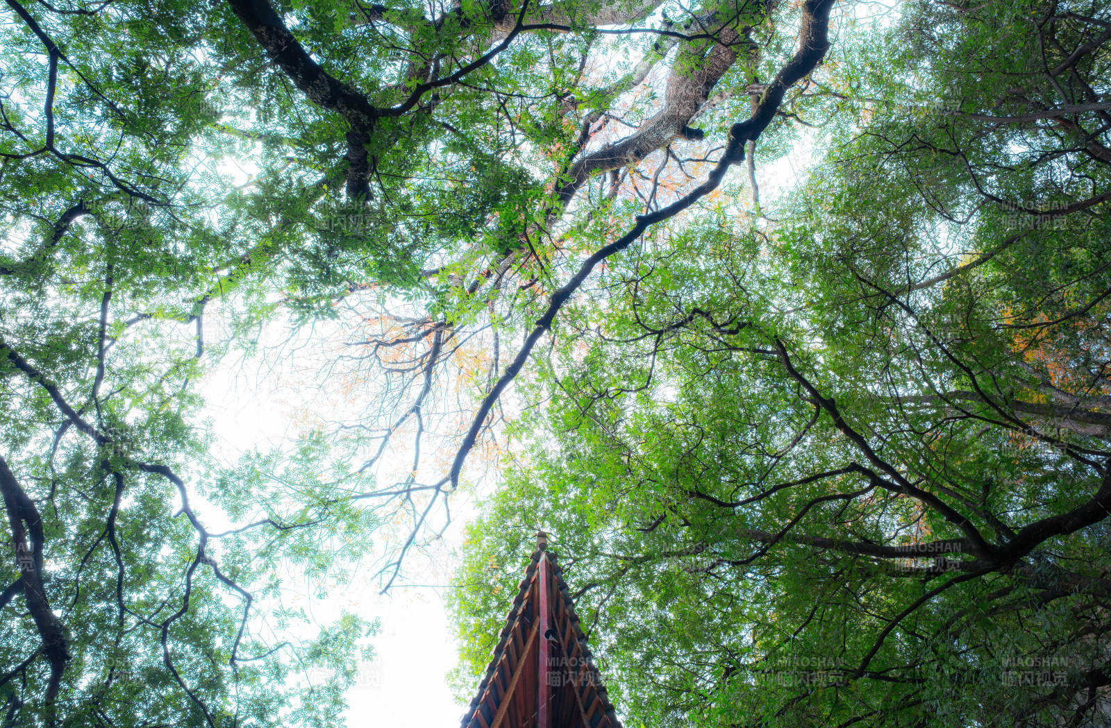 樹冠枝葉下的古屋檐