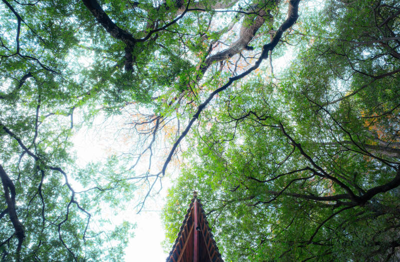 樹冠下的古塔尖