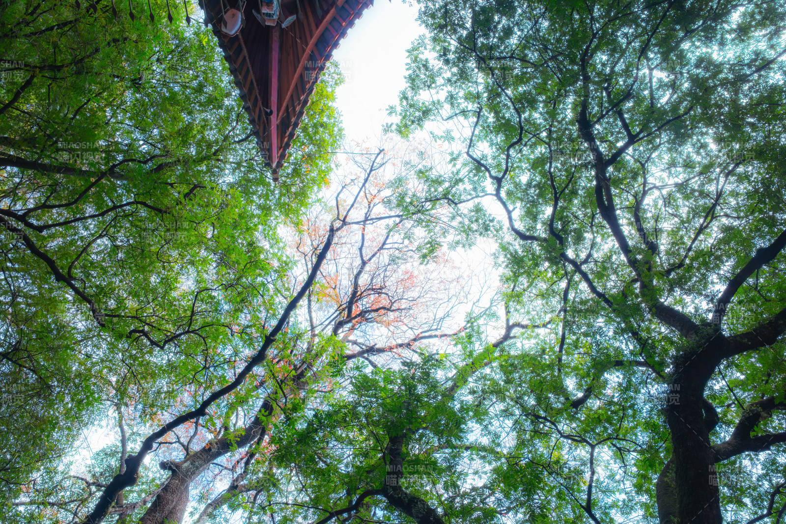 樹影下的古屋檐