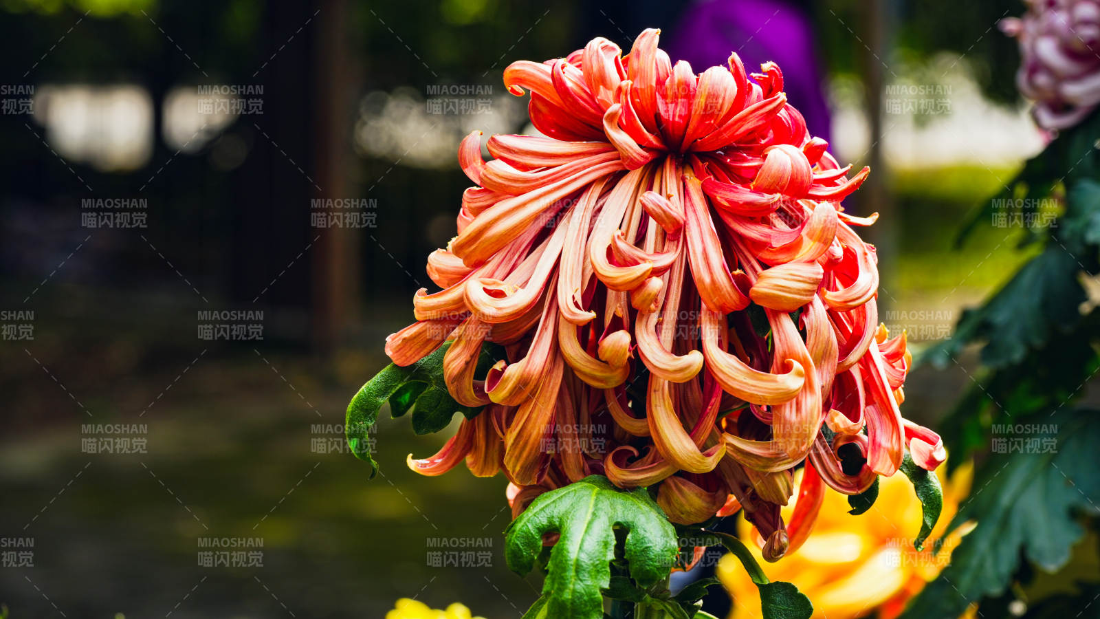 秋菊綻放 色彩斑斕