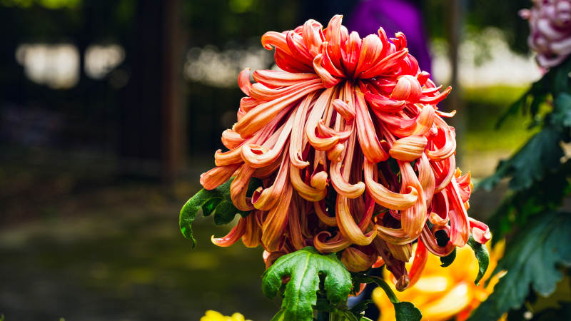 秋菊綻放 色彩斑斕