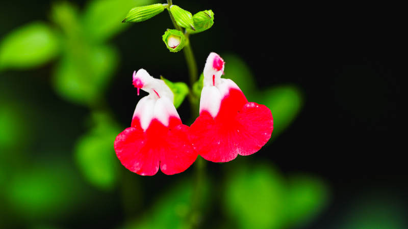 紅白相間的花朵