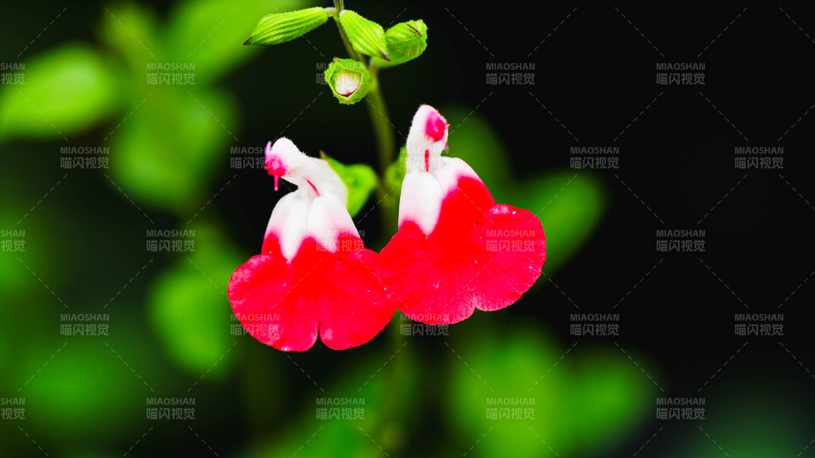 國(guó)家植物園紅白相間的花朵