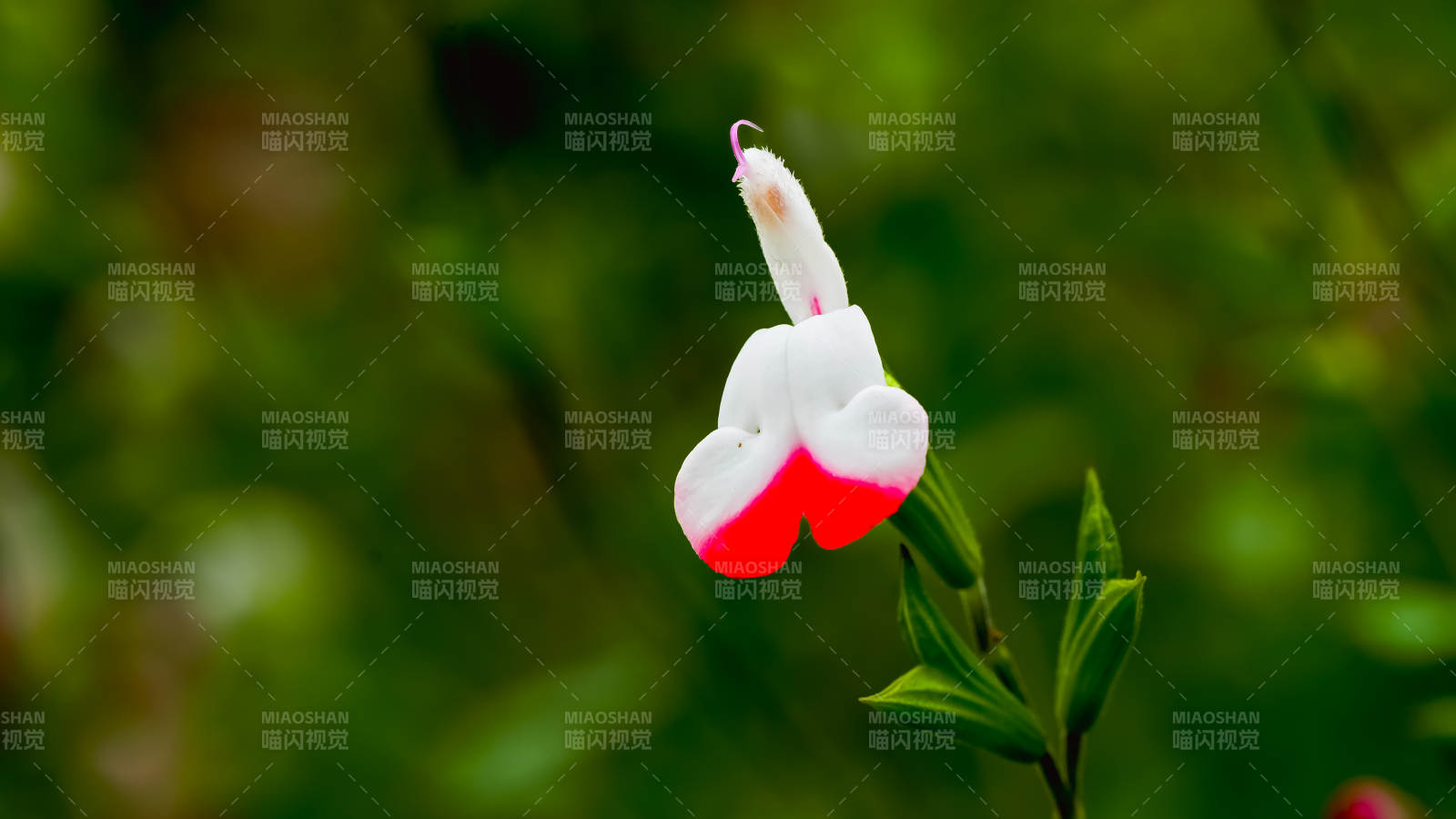 國家植物園紅白相間的花朵