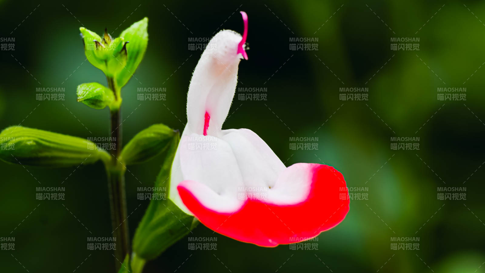 國家植物園紅白相間的花