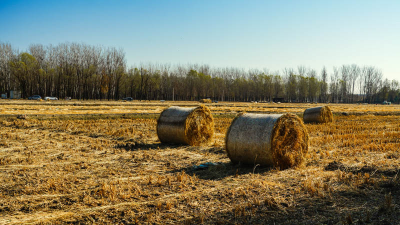 金秋田野草垛圖