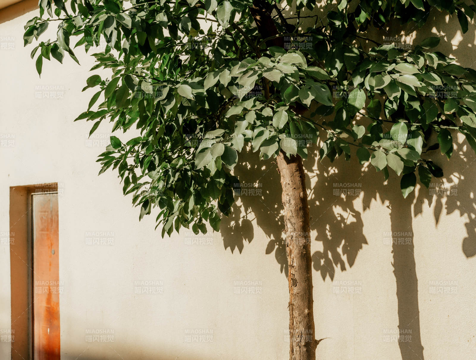 樹影斑駁墻邊