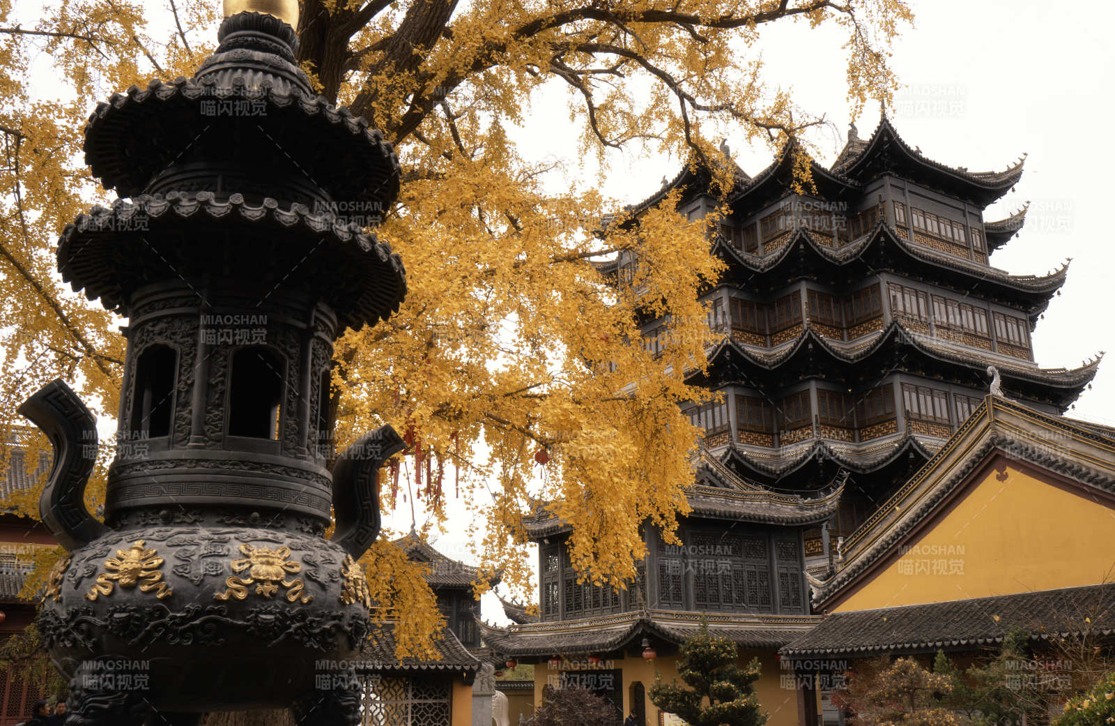 古寺秋色 金葉映塔