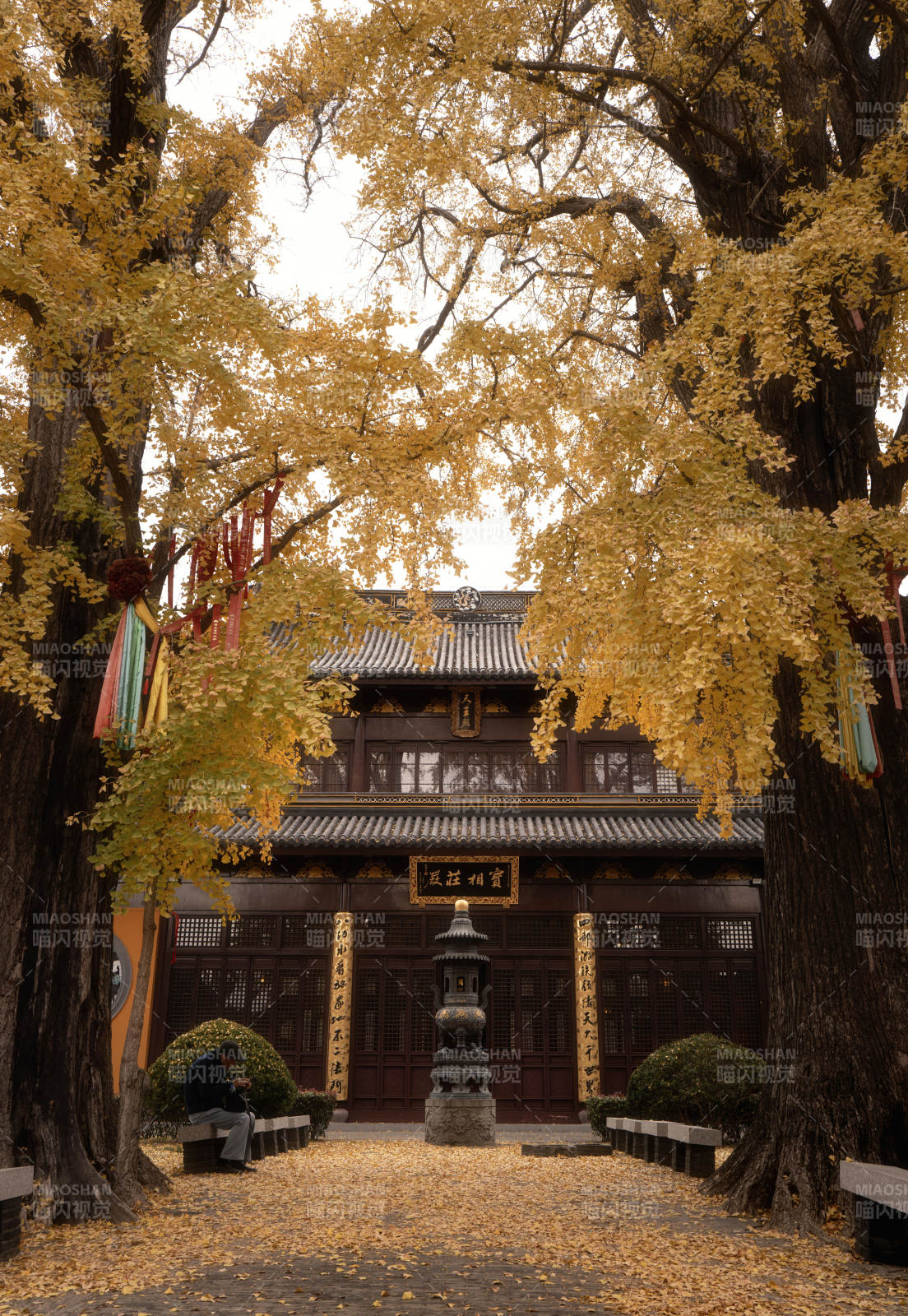 秋日古寺金葉飄
