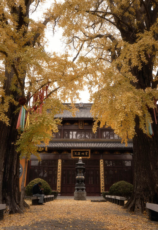 秋日古寺金葉飄