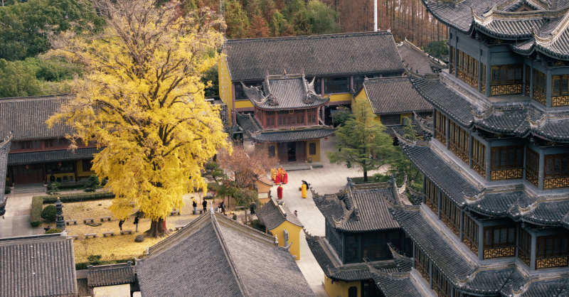 古寺秋色黃葉紛飛