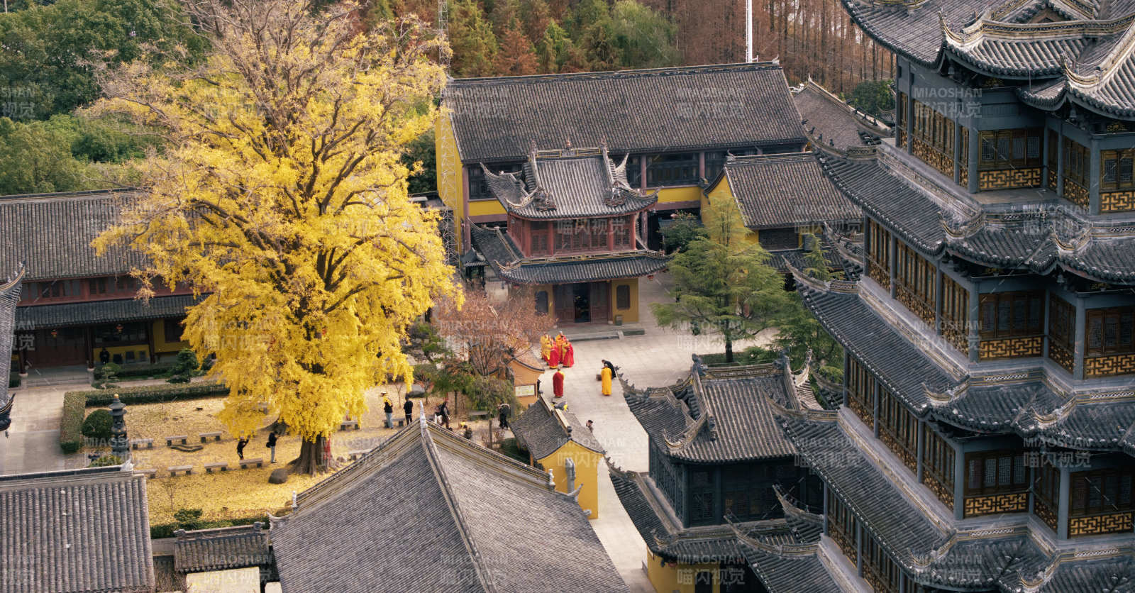 古寺秋色黃葉紛飛