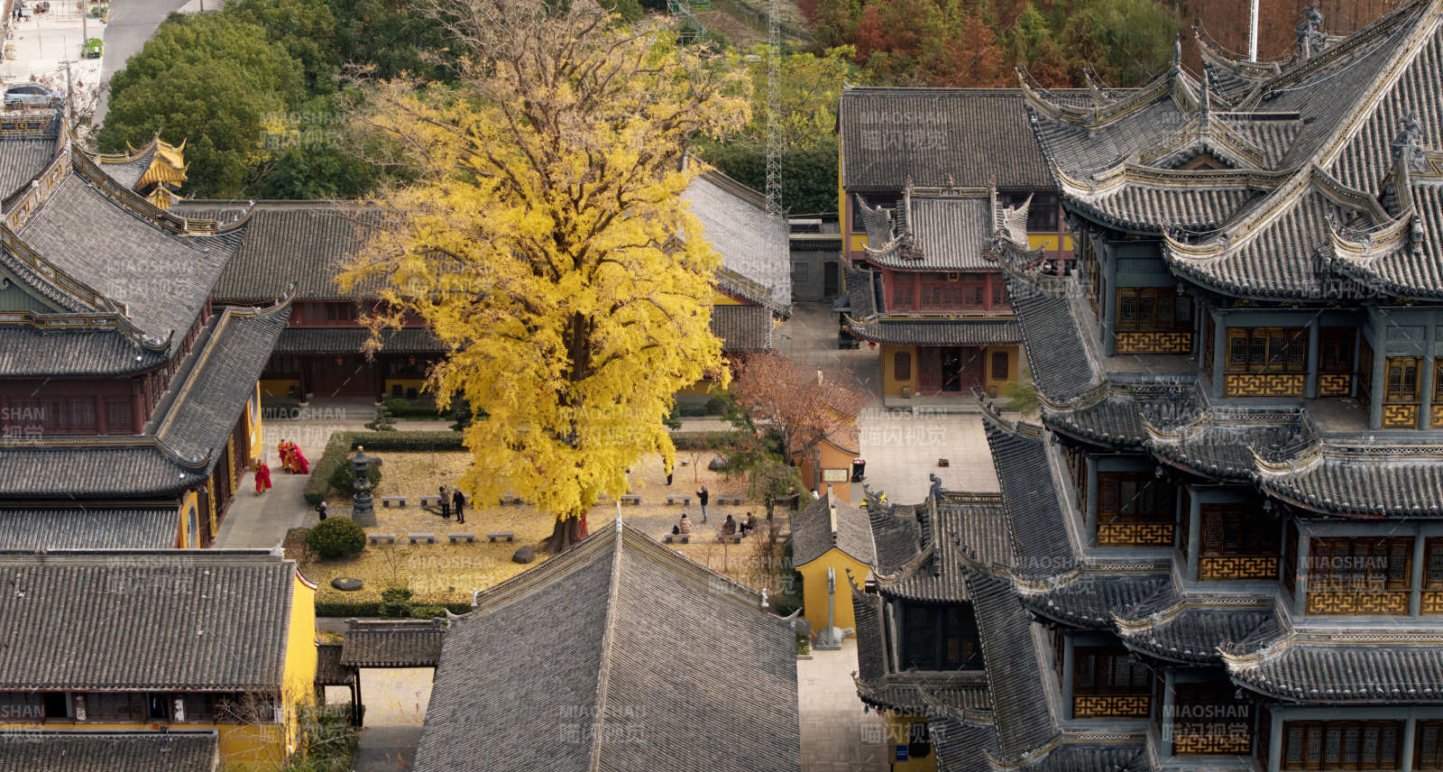 古寺秋色 黃葉紛飛