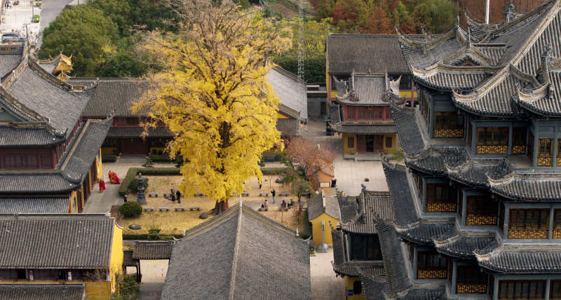 古寺秋色 黃葉紛飛