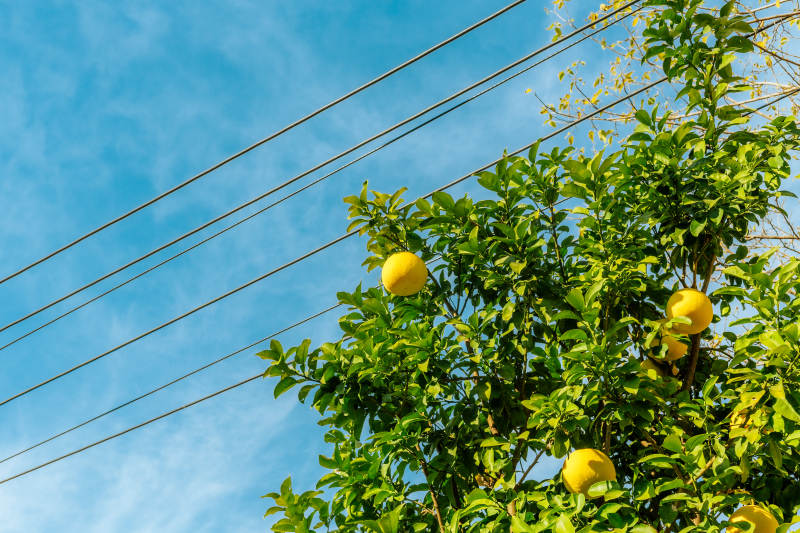 檸檬樹與藍天