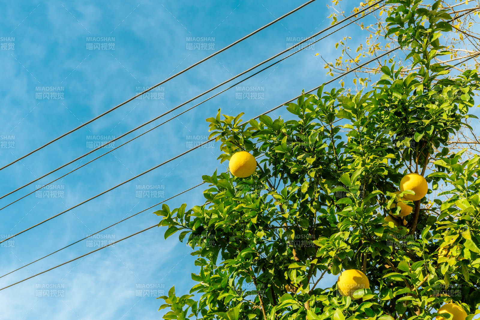 檸檬樹與藍天