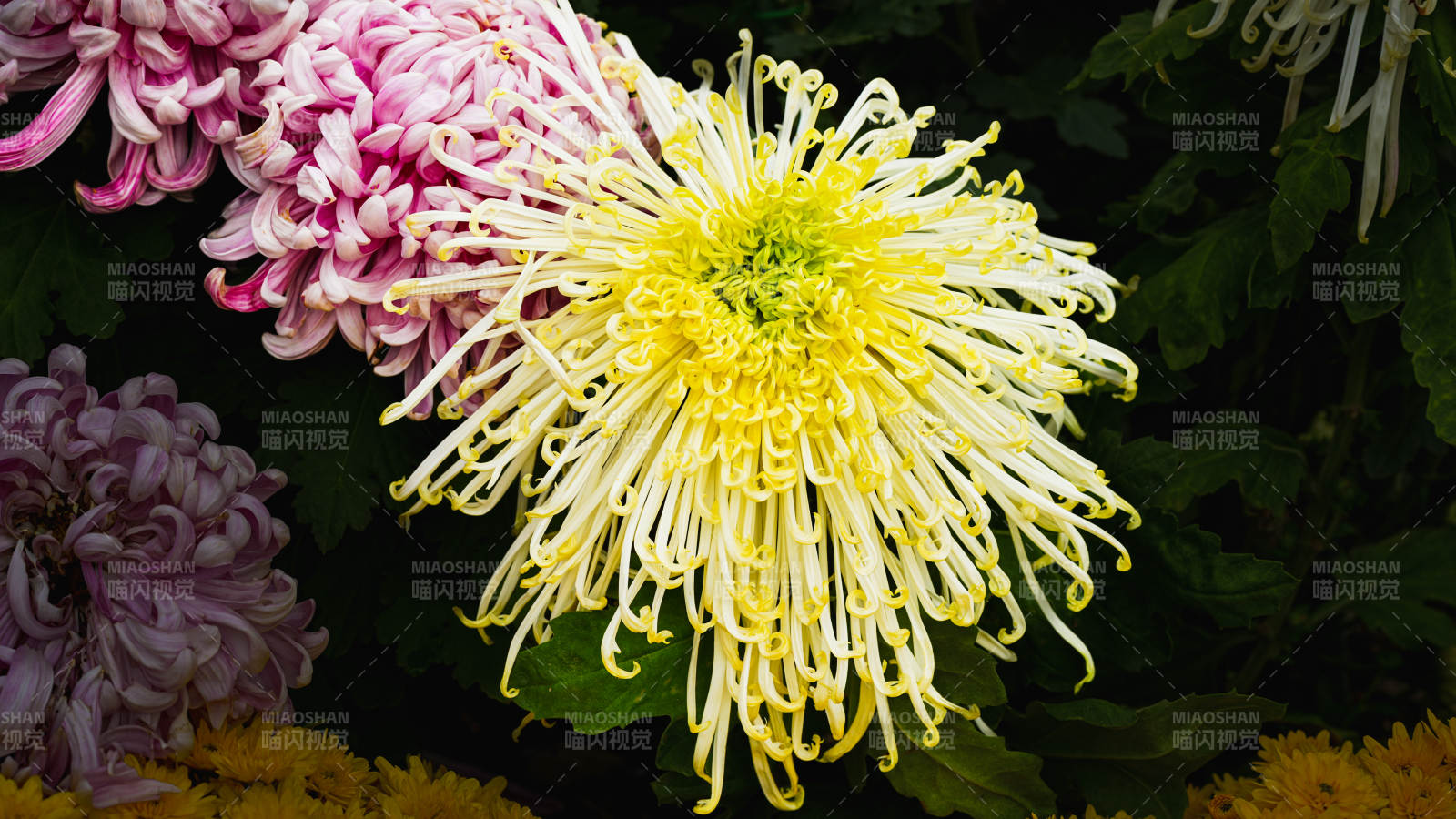 菊花綻放 色彩斑斕