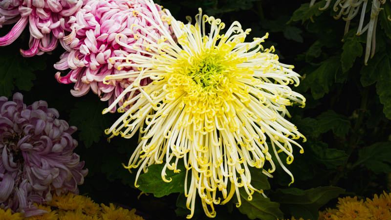 菊花绽放 色彩斑斓