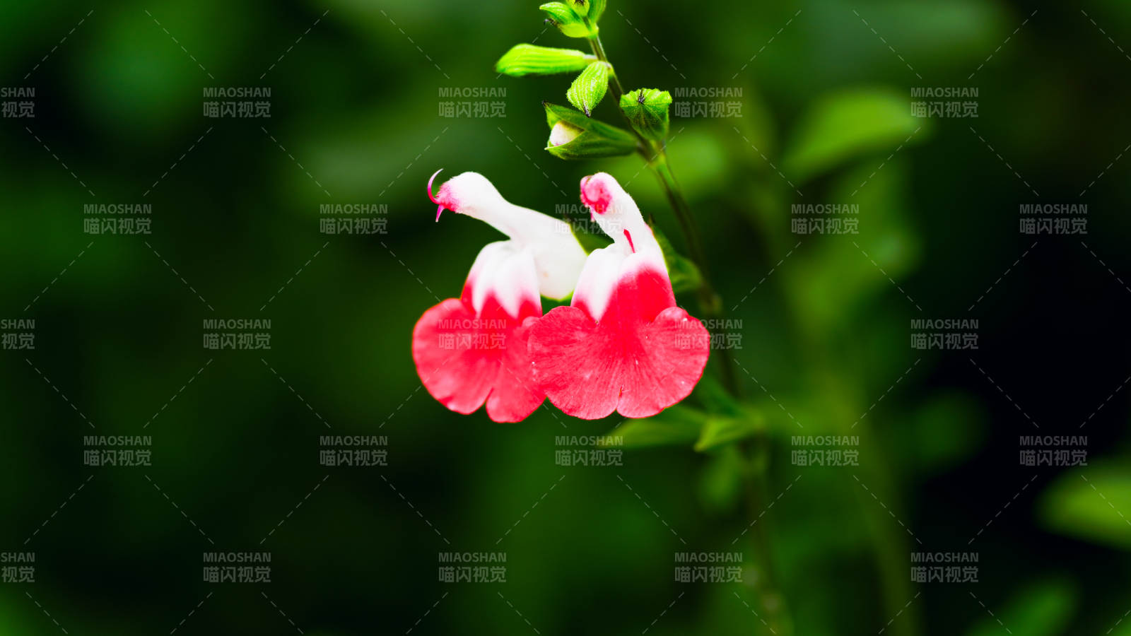 國家植物園粉白相間的花朵