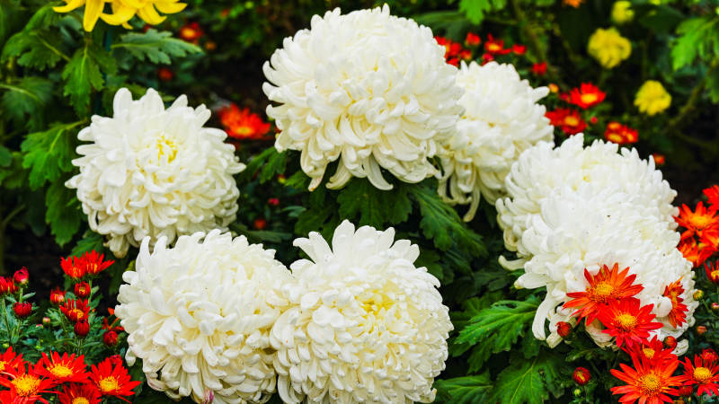 白菊綻放 色彩斑斕