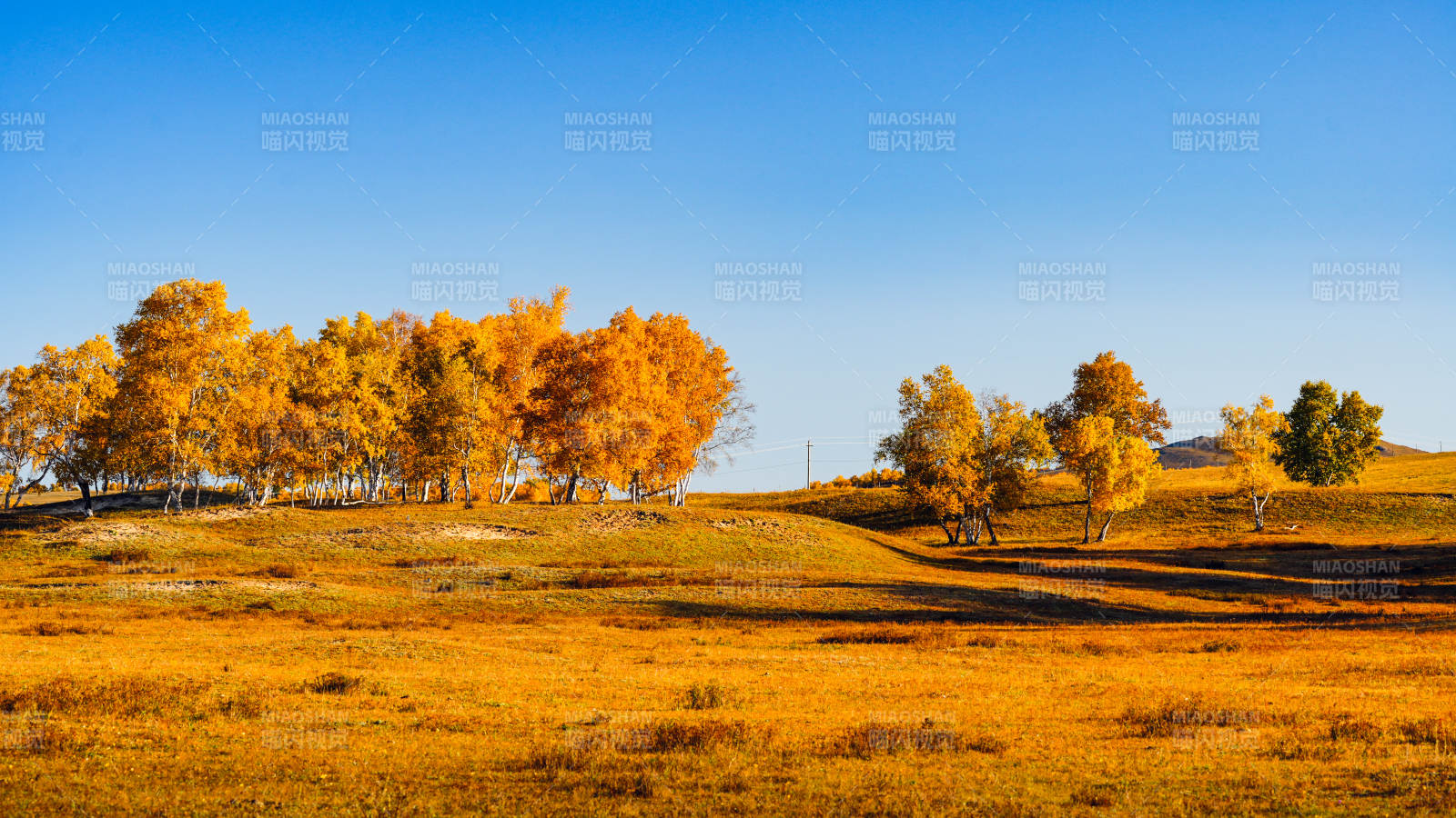 烏蘭布統(tǒng)秋日金黃草原-攝影圖