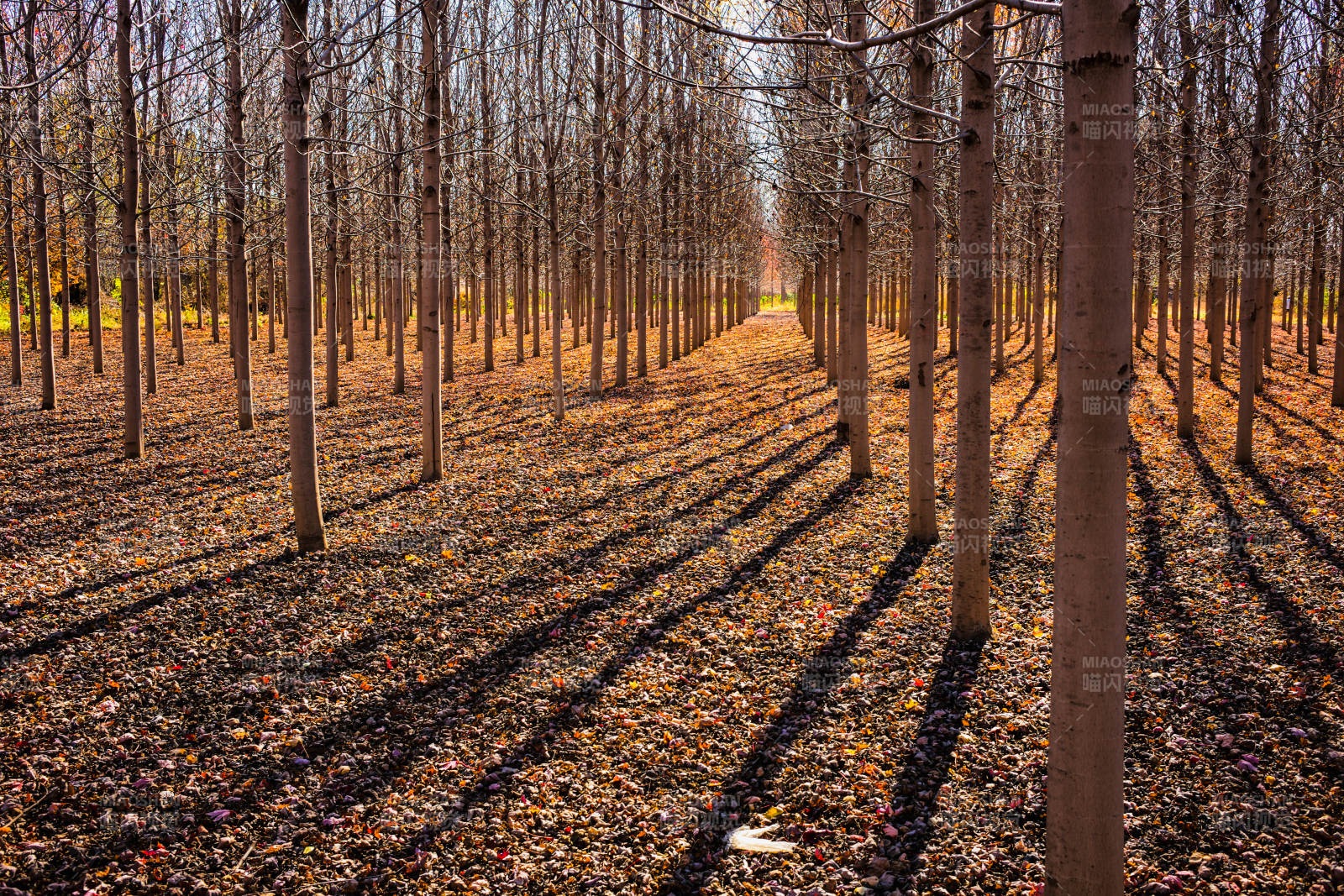 林间秋影-摄影图