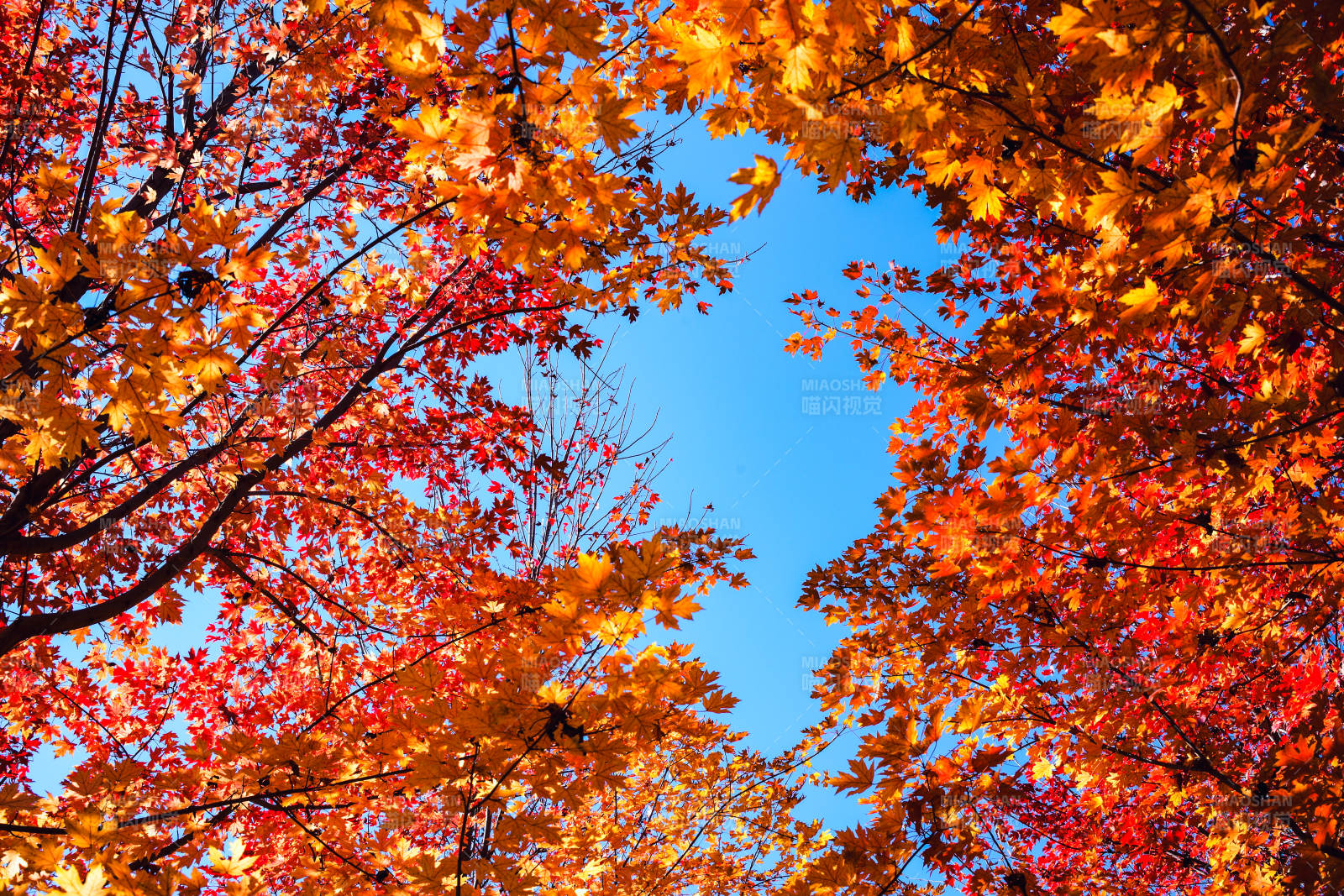 秋叶映蓝天-摄影图