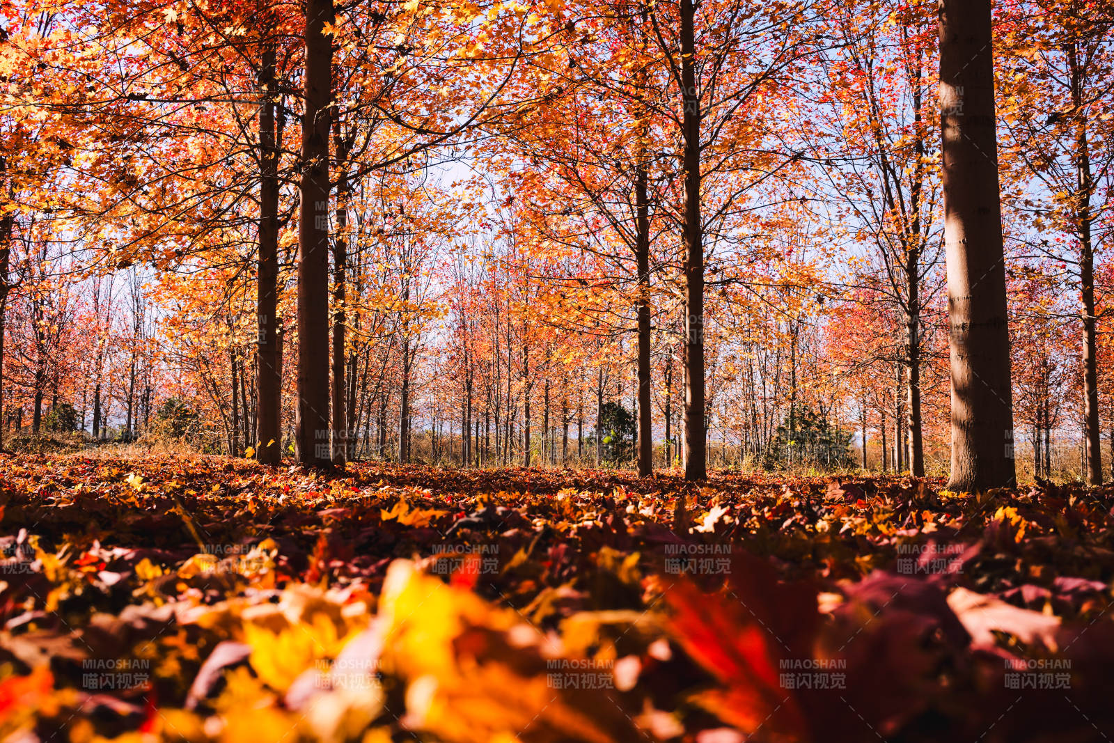 秋林落叶美景-摄影图