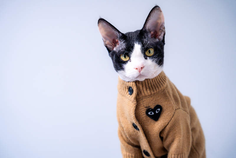 貓咪穿毛衣