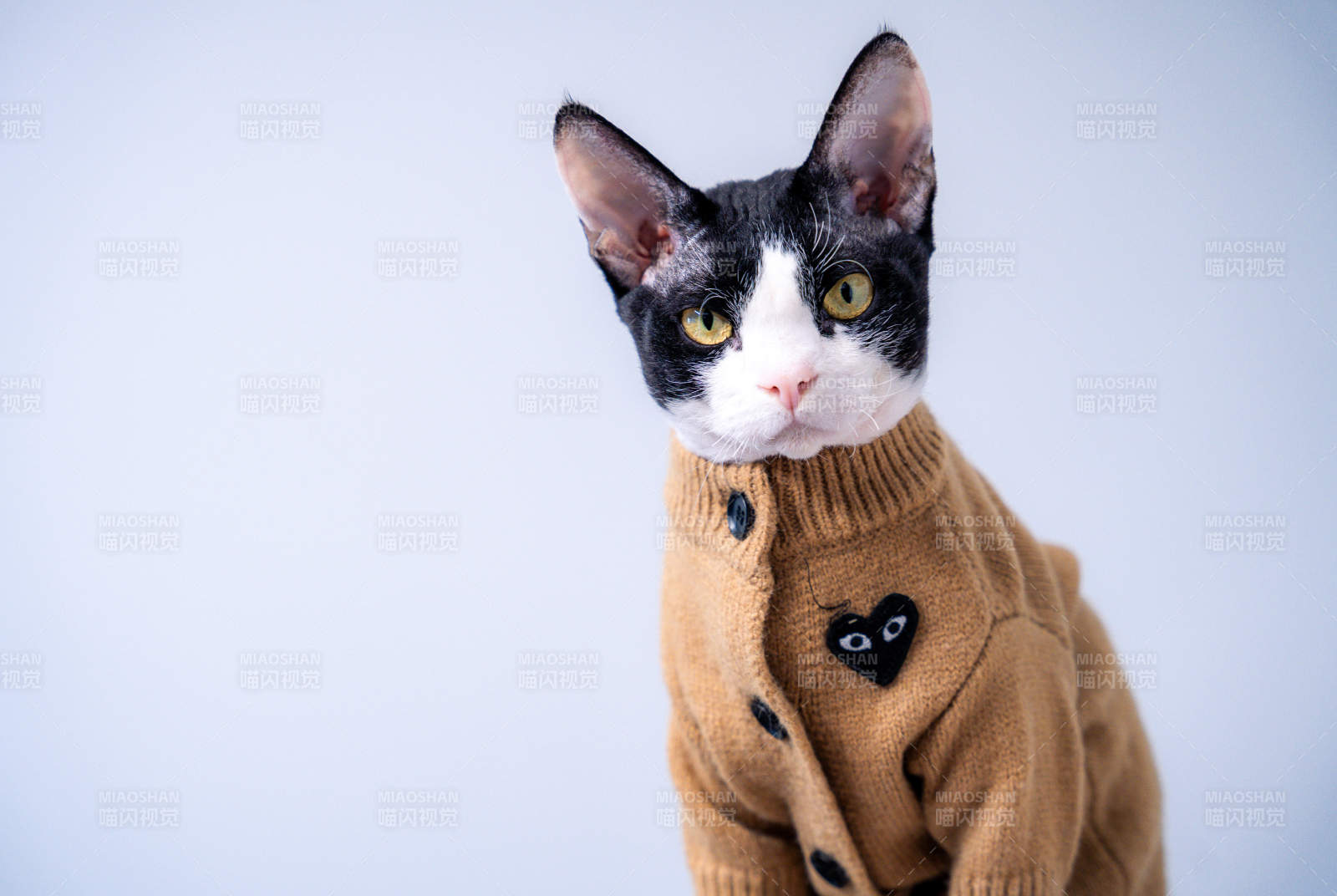貓咪穿毛衣-攝影圖