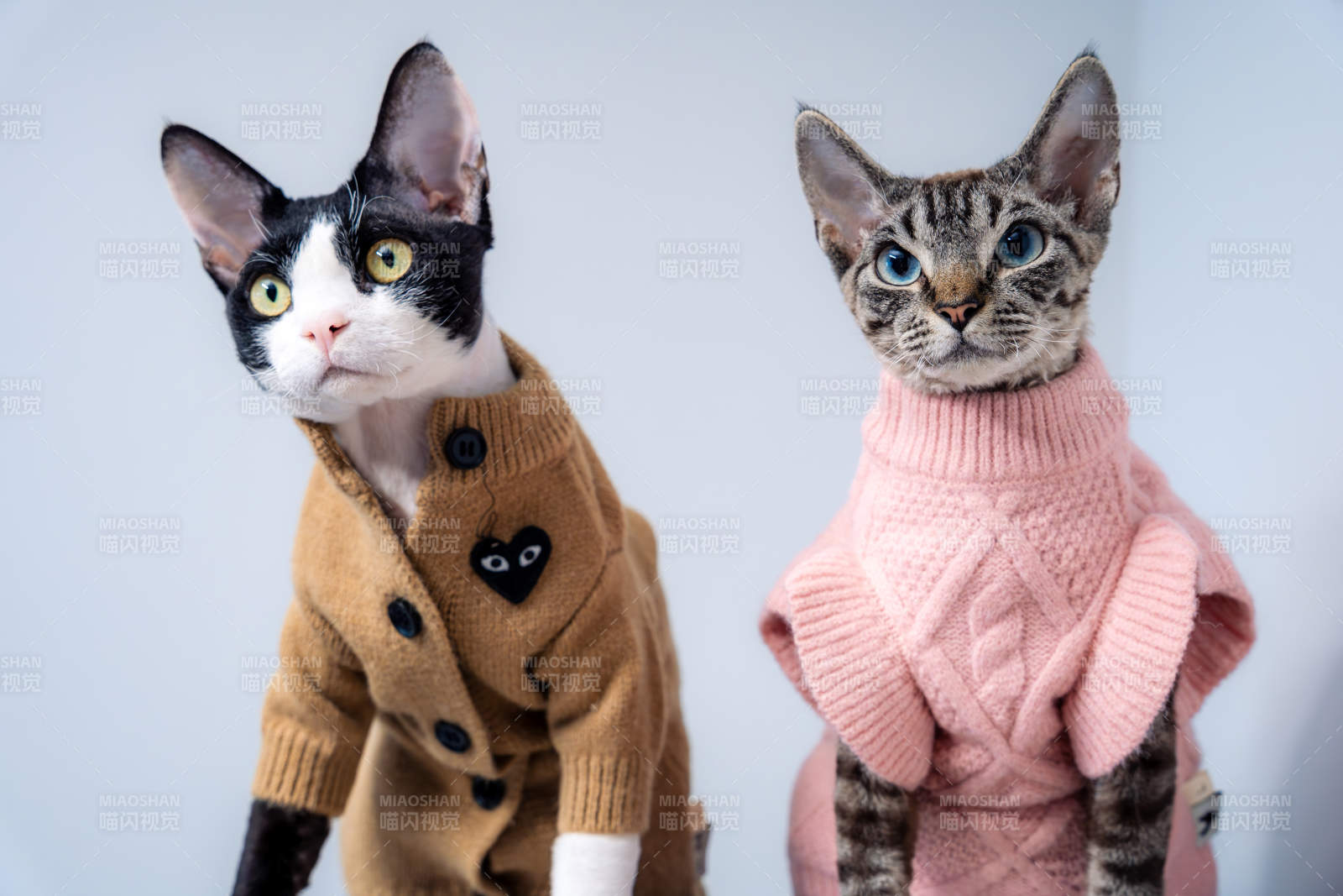 貓咪時尚穿搭秀