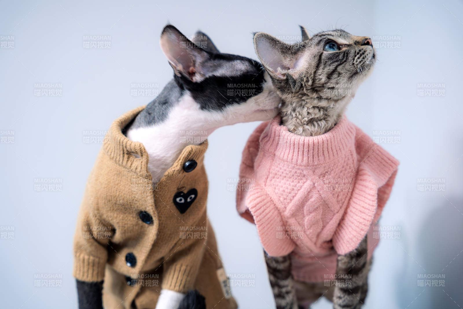 貓咪情侶溫馨依偎