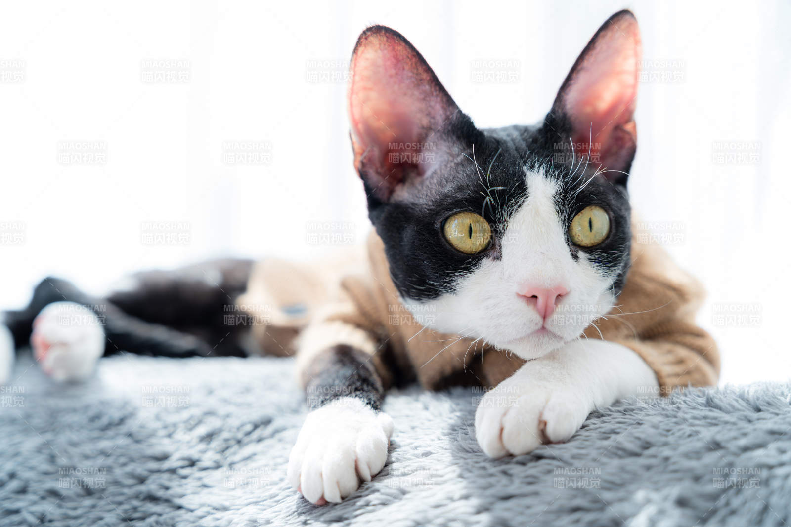 黑白猫躺卧凝视