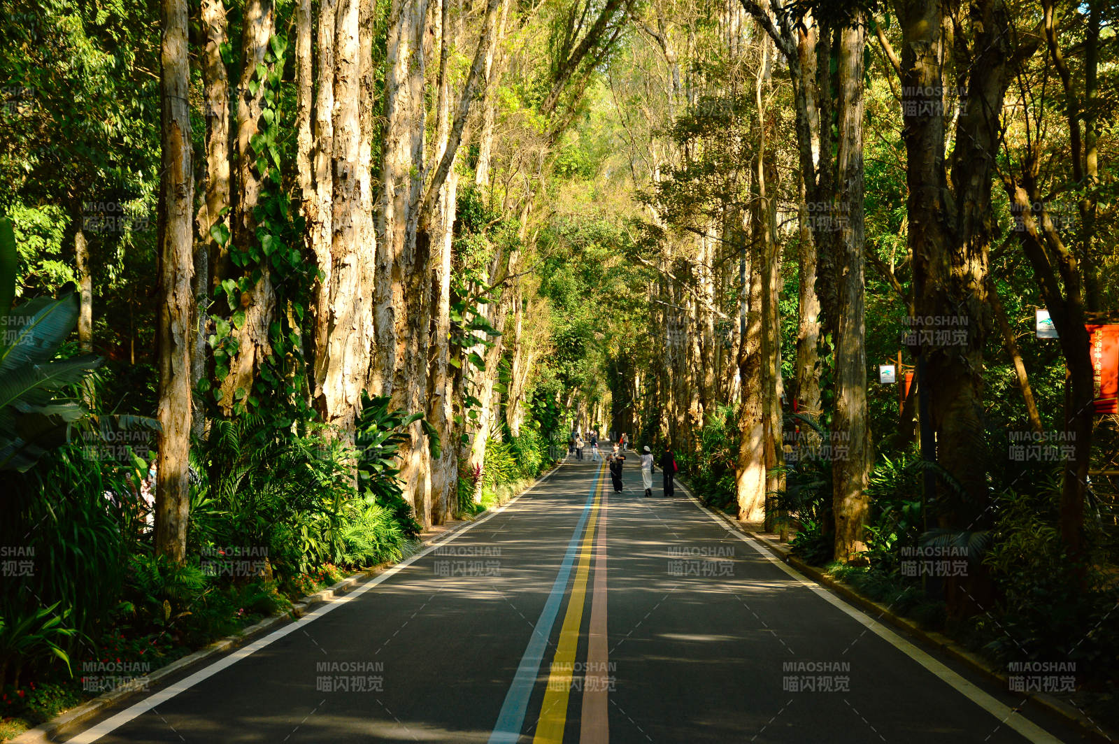 福州森林公園-攝影圖