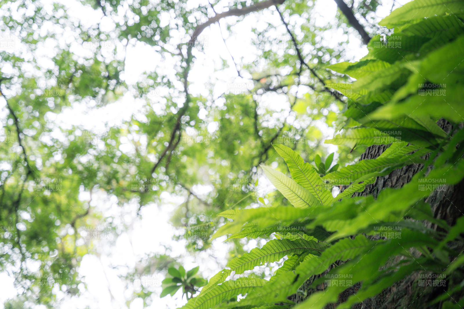 巢蕨綠葉仰望天空