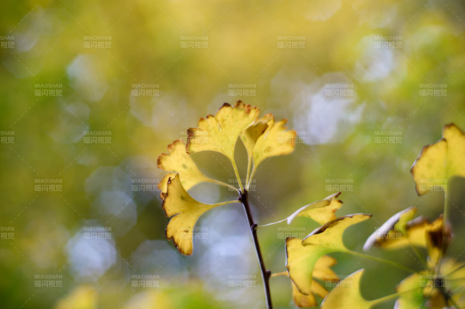 秋葉黃 風輕搖-攝影圖