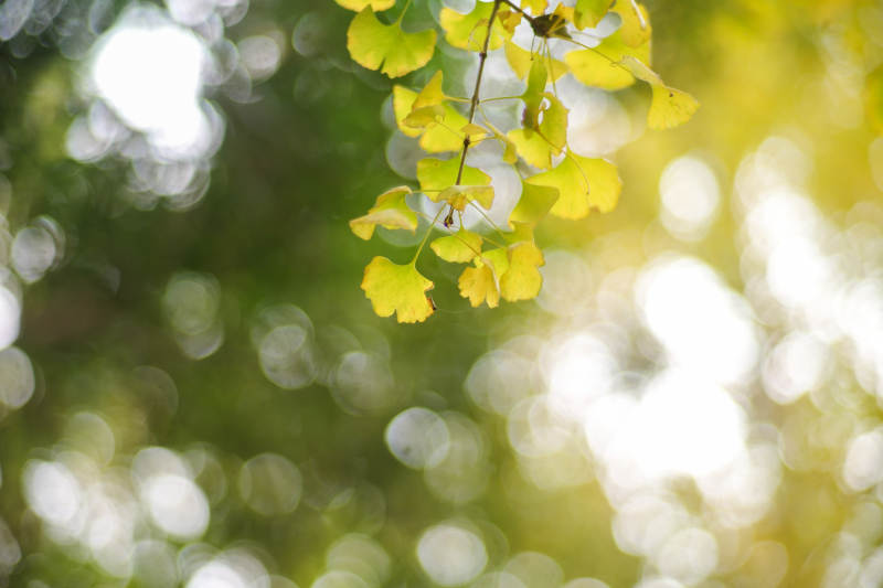 秋葉輕舞光影間