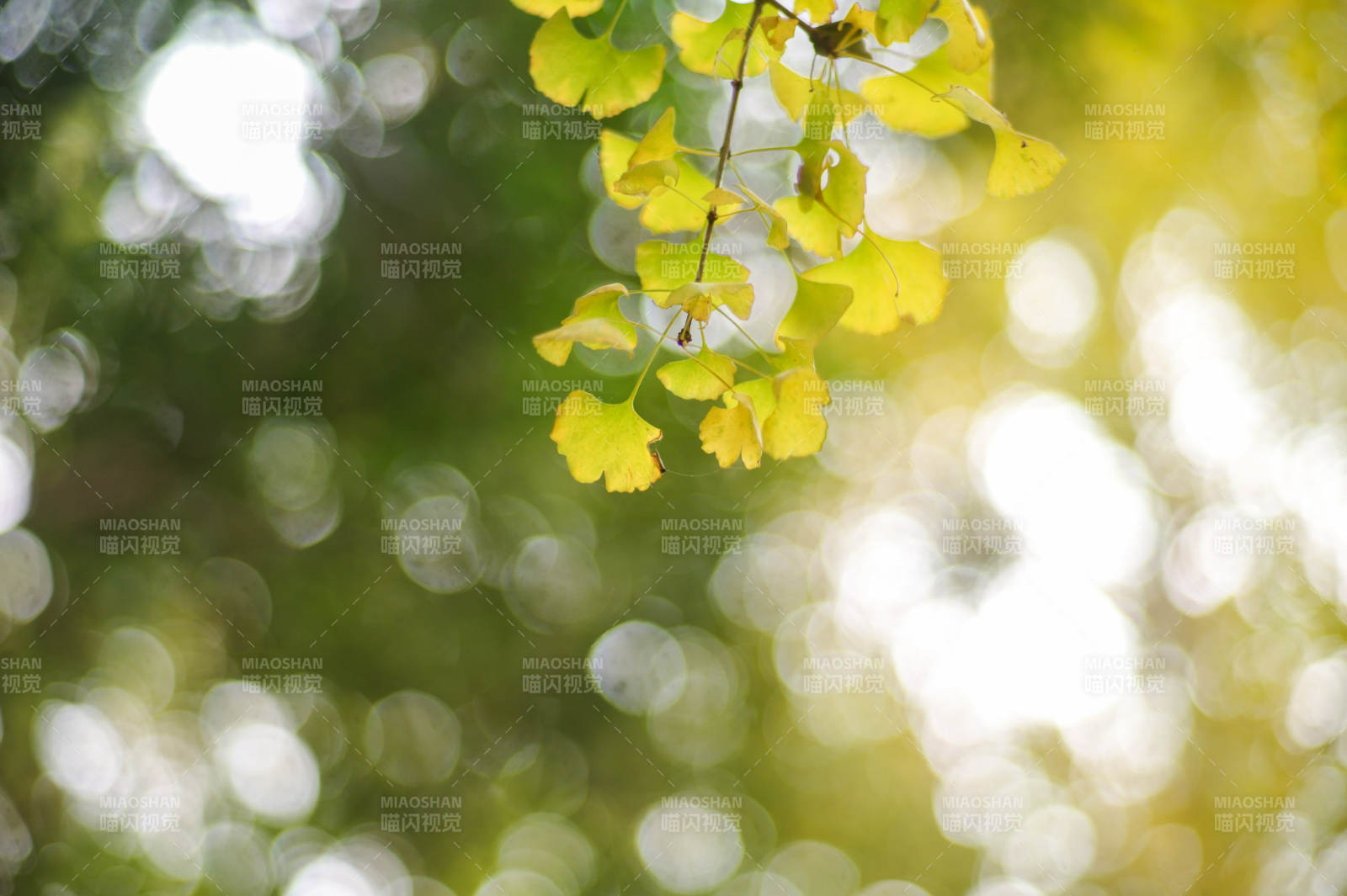 秋葉輕舞光影間