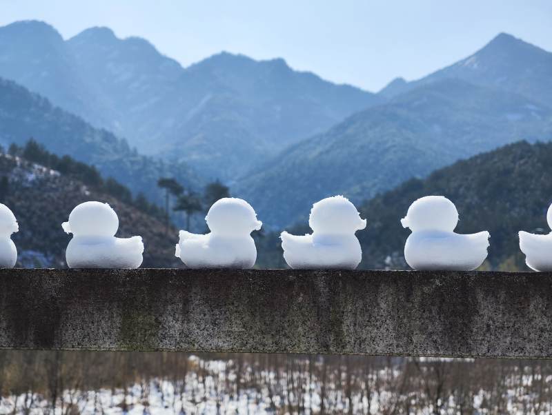 雪鸭列队山景前