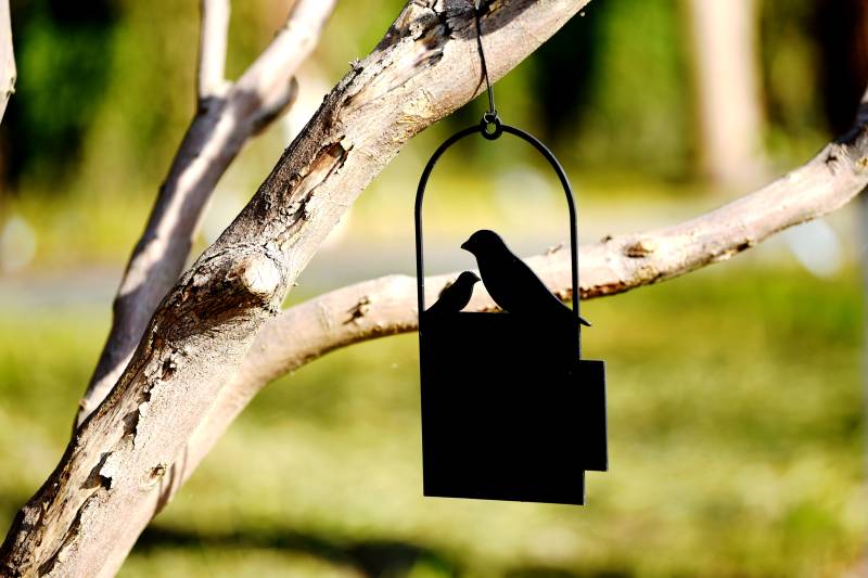 公園里愛鳥標識掛枝頭