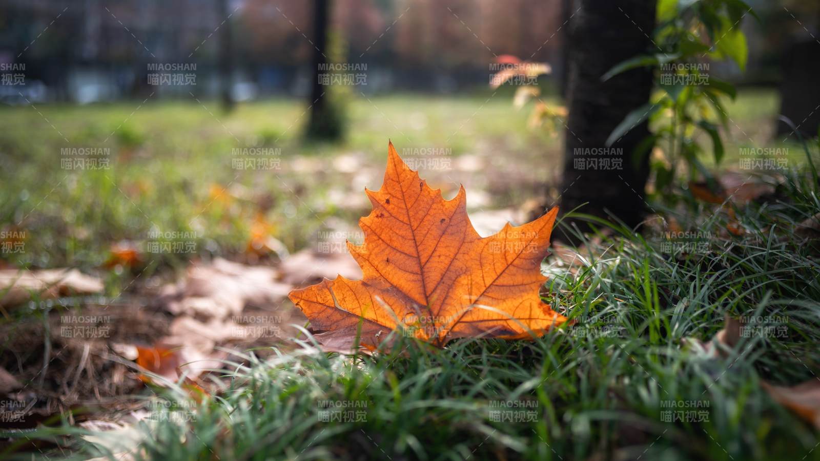 秋叶静卧草间-摄影图